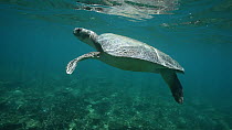 Flatback turtle (Natator depressus) swimming in coastal waters, Western Australia.