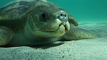 Flatback turtle (Natator depressus) resting on sea bed, Western Australia.