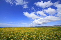 Timelapse of cumulus cloud formations over machair habitat, with flowering Buttercups (Ranunculus), South Uist, Outer Hebrides, Scotland, UK, July 2011.