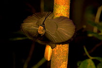 Male Black Billed Sicklebill (Falculea palliata) displaying pectoral collar. Papua New Guinea.
