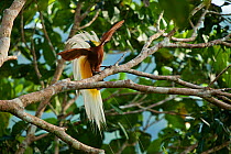 Lesser Bird of Paradise (Paradisaea minor) displaying flank plumes to attract females. West Papua, Irian Jaya, Indonesia.