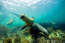 South American sea lion (Otaria flavescens) underwater, Golfo Nuevo, Peninsula Valdes UNESCO Natural World Heritage Site, Chubut, Patagonia, Argentina, Atlantic Ocean, October