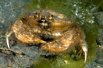Crab covered in algae, Golfo Nuevo, Peninsula Valdes UNESCO Natural World Heritage Site, Chubut, Patagonia, Argentina, Atlantic Ocean, October