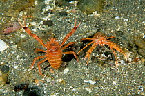 Squat lobsters (Munida quadrispina) UNESCO Natural World Heritage Site, Golfo Nuevo, Peninsula Valdes, Chubut, Patagonia, Argentina, Atlantic Ocean, October