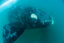 Southern right whale (Eubalaena australis) with calluses covered in parasitic crustaceans named cyamids or whale lice (Cyamus ovalis). Golfo Nuevo, Peninsula Valdes, UNESCO Natural World Heritage Site...