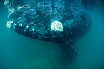 Southern right whale (Eubalaena australis) with calluses covered in parasitic crustaceans named cyamids or whale lice (Cyamus ovalis). Golfo Nuevo, Peninsula Valdes, UNESCO Natural World Heritage Site...