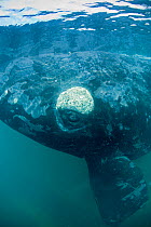 Southern right whale (Eubalaena australis) with callus covered in parasitic crustaceans named cyamids or whale lice (Cyamus ovalis) above eye.  Golfo Nuevo, Peninsula Valdes, UNESCO Natural World Heri...