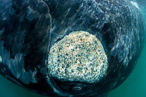 Detail of parasitic crustaceans named cyamids or whale lice (Cyamus ovalis) on a Southern right whale (Eubalaena australis)  Golfo Nuevo, Peninsula Valdes, UNESCO Natural World Heritage Site, Chubut,...