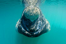 Southern right whale (Eubalaena australis) with patches covered in parasitic crustaceans named cyamids or whale lice (Cyamus ovalis). Golfo Nuevo, Peninsula Valdes, UNESCO Natural World Heritage Site,...