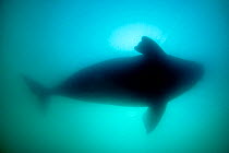 Silhouette of Southern right whale (Eubalaena australis) Golfo Nuevo, Peninsula Valdes, UNESCO Natural World Heritage Site, Chubut, Patagonia, Argentina, Atlantic Ocean, October