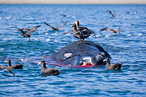 Southern Giant-Petrel (Macronectes giganteus) feeding on dead calf of Southern right whale (Eubalaena australis) Puerto Piramides, Golfo Nuevo, Peninsula Valdes UNESCO Natural World Heritage Site, Chu...