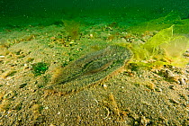 Ratfish egg (Chimaeriformes) UNESCO Natural World Heritage Site, Golfo Nuevo, Peninsula Valdes, Chubut, Patagonia, Argentina, Atlantic Ocean, October
