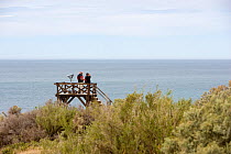 Tourist on viewing platform in Punta Cantor, Peninsula Valdes, Chubut, Patagonia, Argentina, Atlantic Ocean, October
