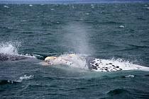 Rare albino Southern Right whale (Eubalaena australis) breaching, with calluses covered in parasitic crustaceans named cyamids or whale lice (Cyamus ovalis).  Golfo Nuevo, Peninsula Valdes, UNESCO Nat...