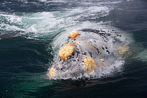 Rare albino Southern Right whale (Eubalaena australis) breaching, with calluses covered in parasitic crustaceans named cyamids or whale lice (Cyamus ovalis). Golfo Nuevo, Peninsula Valdes, UNESCO Natu...