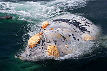 Rare albino Southern Right whale (Eubalaena australis) breaching, with calluses covered in parasitic crustaceans named cyamids or whale lice (Cyamus ovalis). Golfo Nuevo, Peninsula Valdes, UNESCO Natu...