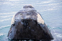 Right whale (Eubalaena australis) breaching, with calluses covered in parasitic crustaceans named cyamids or whale lice (Cyamus ovalis). Golfo Nuevo, Peninsula Valdes, UNESCO Natural World Heritage Si...