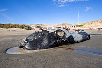 Dead Southern right whale calf (Eubalaena australis) on beach, Puerto Piramides, Golfo Nuevo, Peninsula Valdes UNESCO Natural World Heritage Site, Chubut, Patagonia, Argentina, Atlantic Ocean, October