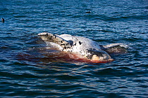 Dead Southern right whale calf (Eubalaena australis) floating on ocean, Puerto Piramides, Golfo Nuevo, Peninsula Valdes UNESCO Natural World Heritage Site, Chubut, Patagonia, Argentina, Atlantic Ocean...