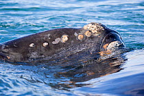 Head of a surfacing Southern right whale (Eubalaena australis)  Golfo Nuevo, Peninsula Valdes, UNESCO Natural World Heritage Site, Chubut, Patagonia, Argentina, Atlantic Ocean, October