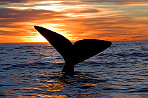 Tail of Southern right whale (Eubalaena australis) at sunset, Golfo Nuevo, Peninsula Valdes, UNESCO Natural World Heritage Site, Chubut, Patagonia, Argentina, Atlantic Ocean, October