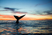 Tail of Southern right whale (Eubalaena australis) at sunset,  Golfo Nuevo, Peninsula Valdes, UNESCO Natural World Heritage Site, Chubut, Patagonia, Argentina, Atlantic Ocean, October