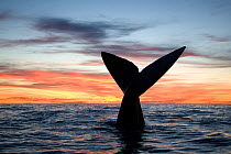 Tail of Southern right whale (Eubalaena australis) at sunset,  Golfo Nuevo, Peninsula Valdes, UNESCO Natural World Heritage Site, Chubut, Patagonia, Argentina, Atlantic Ocean, October