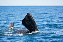 Pectoral fin of Southern right whale (Eubalaena australis) Golfo Nuevo, Peninsula Valdes, UNESCO Natural World Heritage Site, Chubut, Patagonia, Argentina, Atlantic Ocean, October