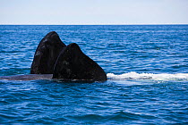 Pectoral fins of Southern right whale (Eubalaena australis) swimming on its back, Golfo Nuevo, Peninsula Valdes, UNESCO Natural World Heritage Site, Chubut, Patagonia, Argentina, Atlantic Ocean, Octob...