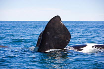 Pectoral fin of Southern right whale (Eubalaena australis) swimming on its back, Golfo Nuevo, Peninsula Valdes, UNESCO Natural World Heritage Site, Chubut, Patagonia, Argentina, Atlantic Ocean, Octobe...