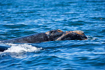 Head of a surfacing Southern right whale (Eubalaena australis) Golfo Nuevo, Peninsula Valdes, UNESCO Natural World Heritage Site, Chubut, Patagonia, Argentina, Atlantic Ocean, October