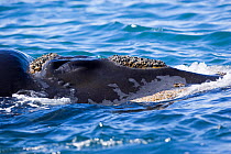 Blowhole of Southern right whale (Eubalaena australis) Golfo Nuevo, Peninsula Valdes, UNESCO Natural World Heritage Site, Chubut, Patagonia, Argentina, Atlantic Ocean, October