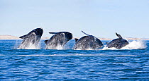 Sequence of a breaching Southern right whale (Eubalaena australis) Golfo Nuevo, Peninsula Valdes, UNESCO Natural World Heritage Site, Chubut, Patagonia, Argentina, Atlantic Ocean. Digital composite.Oc...