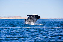 Southern right whale (Eubalaena australis) breaching, Golfo Nuevo, Peninsula Valdes, UNESCO Natural World Heritage Site, Chubut, Patagonia, Argentina, Atlantic Ocean, October