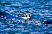 Seagull feeding on the skin of the Right whale (Eubalena australis) when surfacing, Puerto Piramides, Golfo Nuevo, Peninsula Valdes, Chubut, Patagonia, Argentina, Atlantic Ocean, October