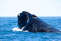 Head of a surfacing Southern right whale (Eubalaena australis) Golfo Nuevo, Peninsula Valdes, UNESCO Natural World Heritage Site, Chubut, Patagonia, Argentina, Atlantic Ocean, October