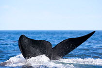 Tail of southern right whale (Eubalaena australis)  Golfo Nuevo, Peninsula Valdes, UNESCO Natural World Heritage Site, Chubut, Patagonia, Argentina, Atlantic Ocean, October
