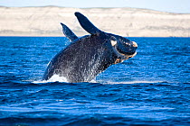 Breaching of a Southern right whale (Eubalaena australis) Golfo Nuevo, Peninsula Valdes, UNESCO Natural World Heritage Site, Chubut, Patagonia, Argentina, Atlantic Ocean, October
