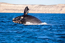 Southern right whale (Eubalaena australis) breaching, Golfo Nuevo, Peninsula Valdes, UNESCO Natural World Heritage Site, Chubut, Patagonia, Argentina, Atlantic Ocean, October