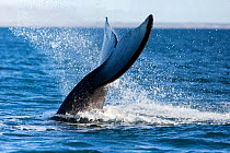 Tail splashing of southern right whale (Eubalaena australis)  Golfo Nuevo, Peninsula Valdes, UNESCO Natural World Heritage Site, Chubut, Patagonia, Argentina, Atlantic Ocean, October