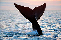 Tail of Southern right whale (Eubalaena australis)  Golfo Nuevo, Peninsula Valdes, UNESCO Natural World Heritage Site, Chubut, Patagonia, Argentina, Atlantic Ocean, October