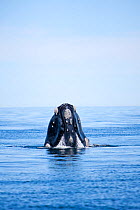 Southern right whale (Eubalaena australis) calf spy hopping, Golfo Nuevo, Peninsula Valdes, UNESCO Natural World Heritage Site, Chubut, Patagonia, Argentina, Atlantic Ocean, October