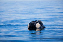 Surfacing Southern right whale (Eubalaena australis) Golfo Nuevo, Peninsula Valdes, UNESCO Natural World Heritage Site, Chubut, Patagonia, Argentina, Atlantic Ocean, October