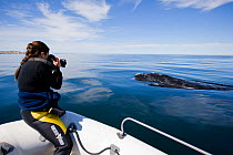 Photographer taking photograph from boat of Southern right whale (Eubalaena australis) Golfo Nuevo, Peninsula Valdes, UNESCO Natural World Heritage Site, Chubut, Patagonia, Argentina, Atlantic Ocean,...