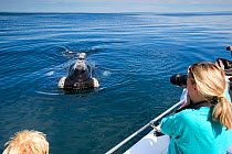 People photographing Southern right whale (Eubalaena australis) from boat, Golfo Nuevo, Peninsula Valdes, UNESCO Natural World Heritage Site, Chubut, Patagonia, Argentina, Atlantic Ocean, October