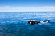 Surfacing Southern right whale (Eubalaena australis) Golfo Nuevo, Peninsula Valdes, UNESCO Natural World Heritage Site, Chubut, Patagonia, Argentina, Atlantic Ocean, October