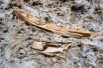 Fossilised bones, Puerto Piramides, Golfo Nuevo, Peninsula Valdes UNESCO Natural World Heritage Site, Chubut, Patagonia, Argentina, October