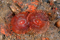 Sabellidae worm (Chone infundibuliformis) White Sea, Arctic circle Dive Center, Karelia, northern Russia
