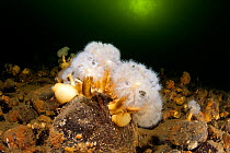 Aggregating anemone (Metridium senile) White Sea, Arctic circle Dive Center, Karelia, Northern Russia, September