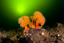 Aggregating anemone (Metridium senile) White Sea, Arctic circle Dive Center, Karelia, Northern Russia, September